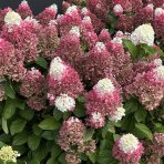 Hortenzia metlinatá (Hydrangea paniculata) ´LIVING RED VELVET®´ by LIVING CREATIONS® - výška 20-30 cm, kont. C1,5L